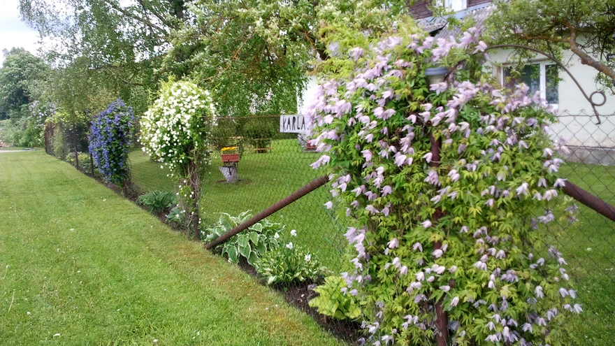 Alpi elulõngad moodustavad aiapostidele kena kardina.