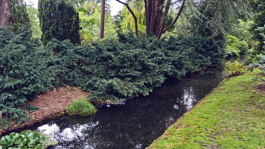 Tsuugad naudivad varjulist kallast.