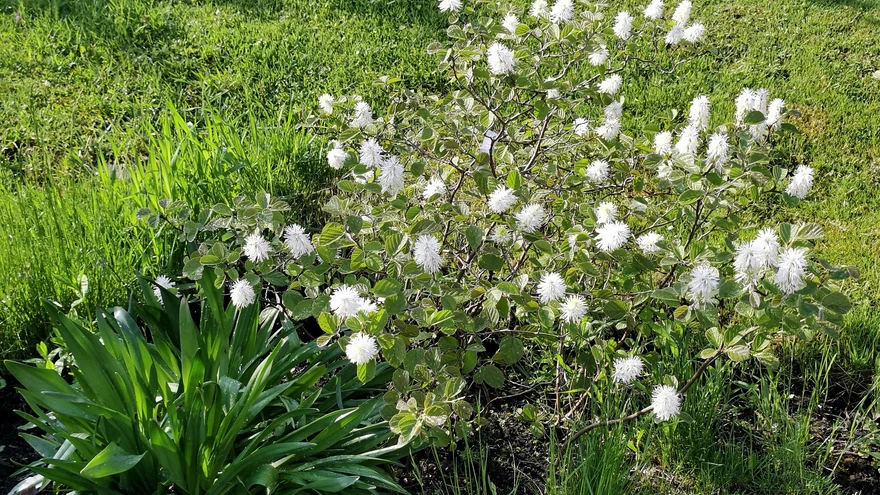 Väike võlupõõsas on võluv õitseja kevadises aias.