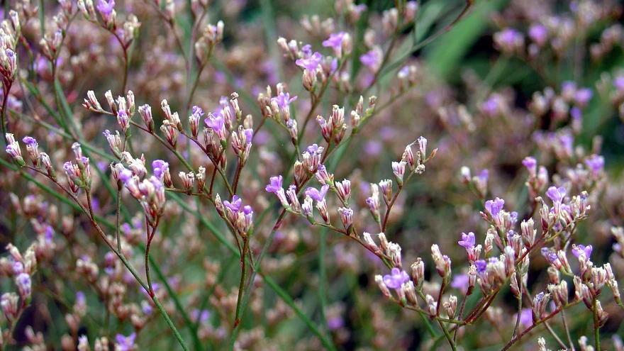 Laialehine parkjuur õitsemas.