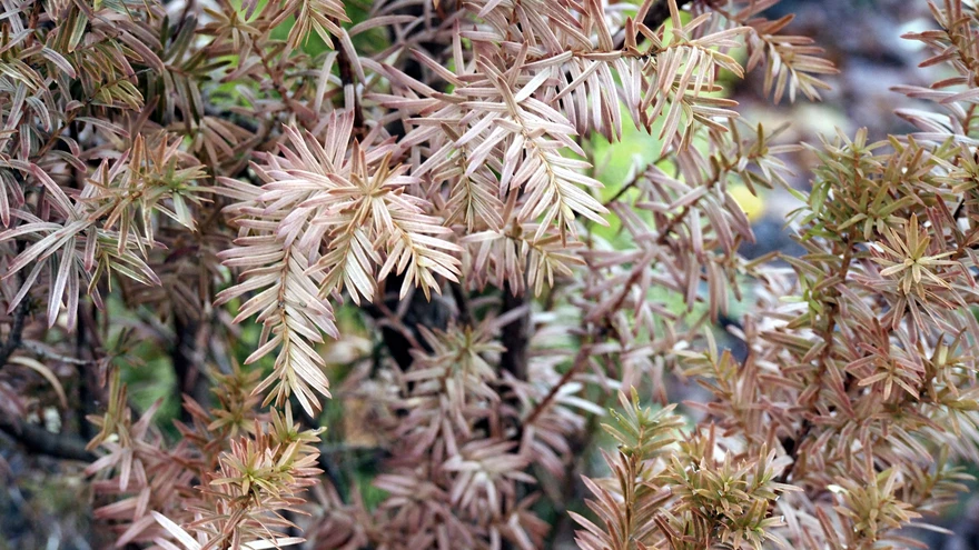 Ida-jugapuu on end talveks valmis pannud ja talverüü ülle võtnud.