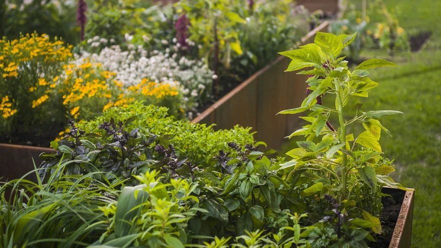 Meelte aed Tallinna Botaanikaaias kutsub külastajaid tarbeaiaga tutvuma