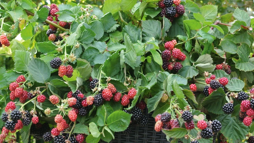 Pampel e aedmurakas ’Black Cascade’.