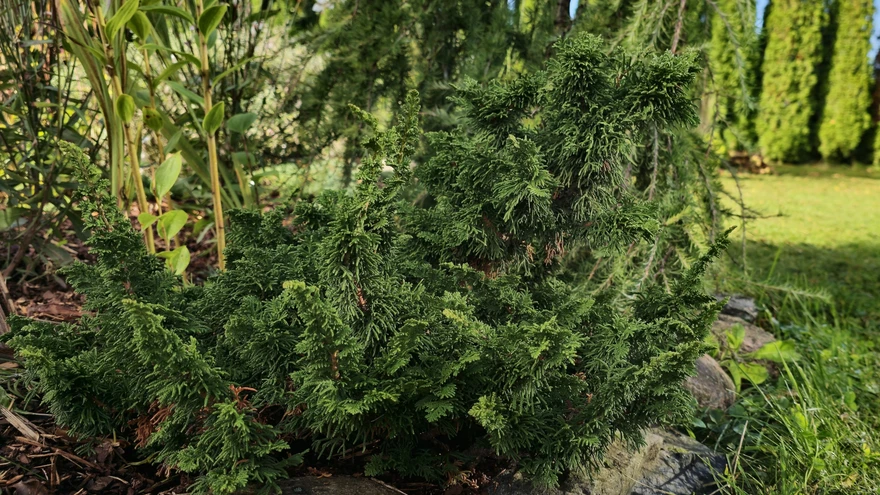 Harilik elupuu ’Malonyana Holub’.