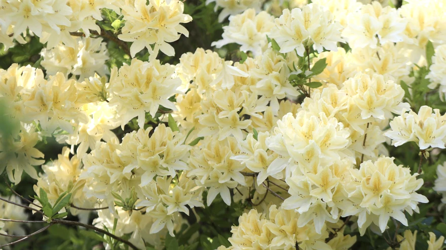 Rodod teevad röögatu õitsemise ja pärast justkui rahunevad maha.