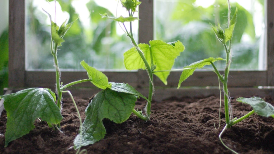 Mulla omadused olenevad taimede vajadustest ja mulla kasutusotstarbest. 
