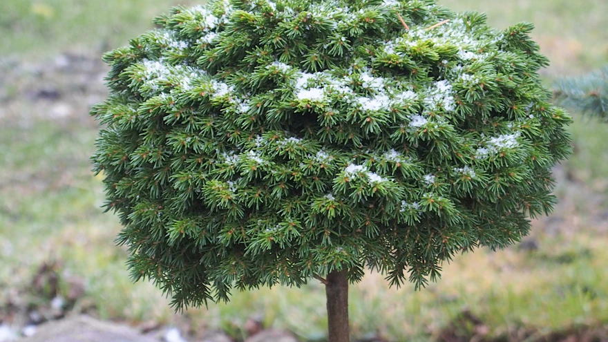 Aasta läbi säravroheliste okastega, üliaeglaselt kasvav ’Professor Langner’ troonib tüvele poogituna, et aias paremini silma paista.