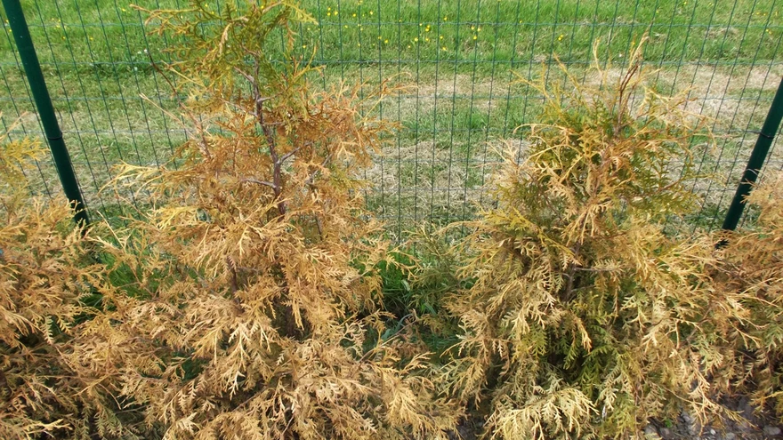 Lume all lämbunud elupuud.