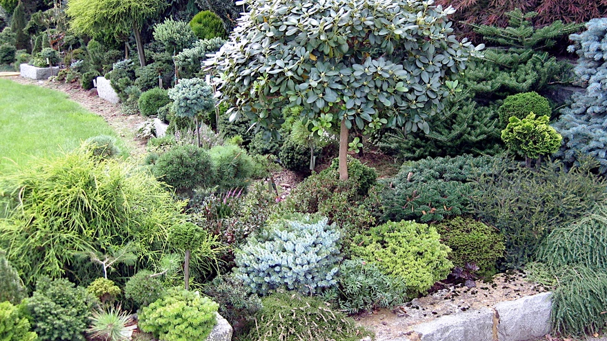 Rododendronit saab kasvatada ka tüvivormina. 