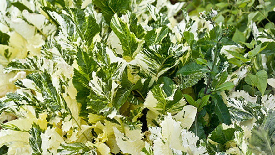 Aed-mädarõigas ’Variegata'.