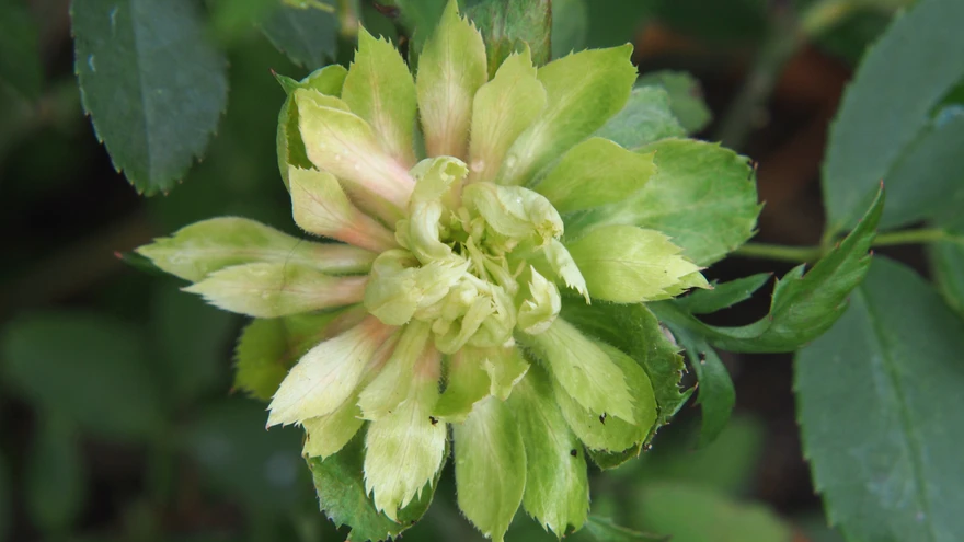 Hiina kibuvitsa ’Viridiflora’ rohelise õie moodustavad hoopis tupplehed, mitte kroonlehed.