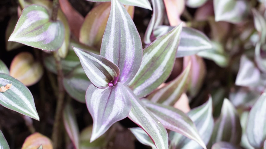 Brasiilia tradeskantsia.