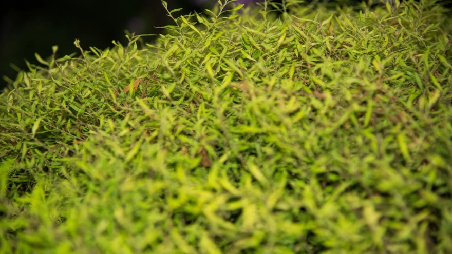 Hinda, kui laiaks või kõrgeks sa oma hekki kasvatada tahad?