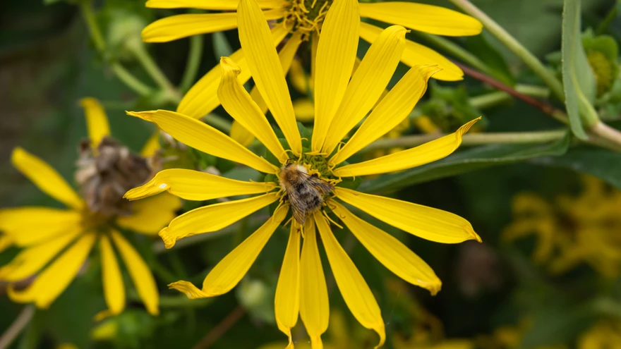 Vaigulilled on talvekindlad püsikud. 