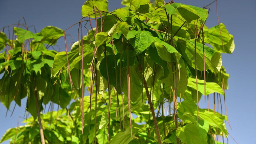 Sügiseti ja talviti kaunistavad seda suurt puud ebamaised, pea poolemeetrised rohked kaunad. 