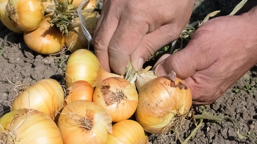 Säilitamiseks punu sibulad vanikusse või lõika pealsed ära 2–3 cm kauguselt sibulast.