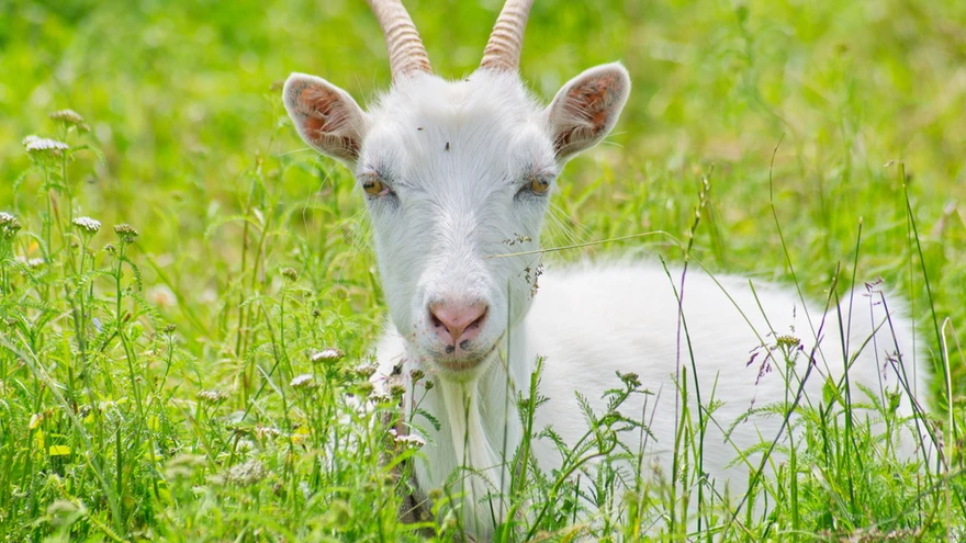 Kitsepiim ületab peaaegu kaks korda lehmapiima aminohappelist koostist niisuguste organismile väärtuslike valkude poolest nagu albumiin ja globuliin.