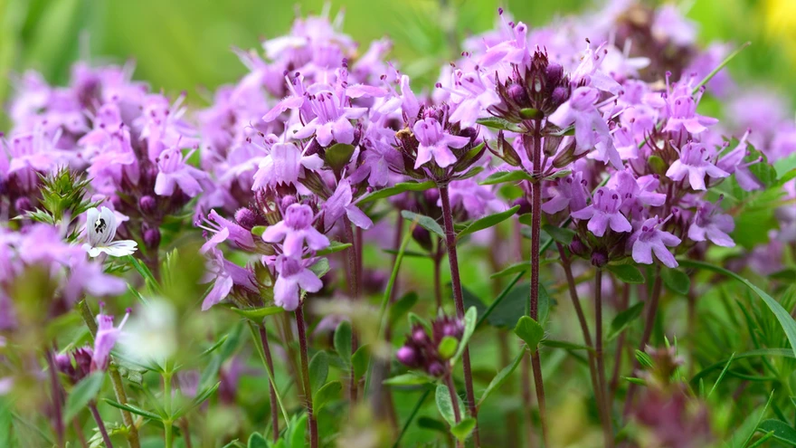 Nõmm-liivatee kaunid õied.