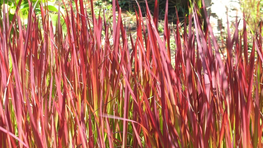 Harilikul alangil on veripunaste lehtedega sort ’Red Baron’ ja vertikaalsed punased lehetriibud on aiadisainerite seas hinnatud kujunduselemendiks.
