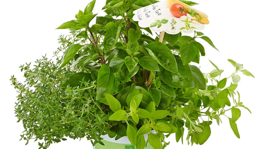 Pastale mõeldud ürdikomplekt. 