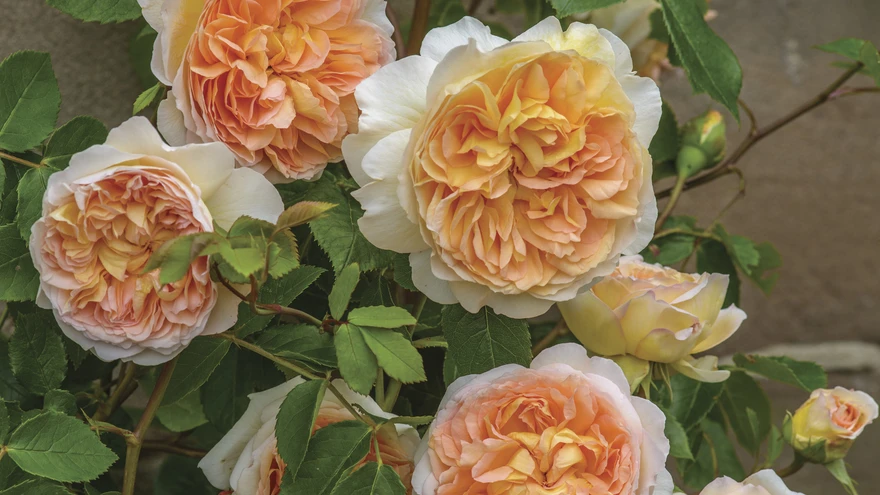 Väänroos ’Bathsheba’.