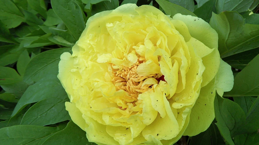 Pojeng ’Yellow Crown’.