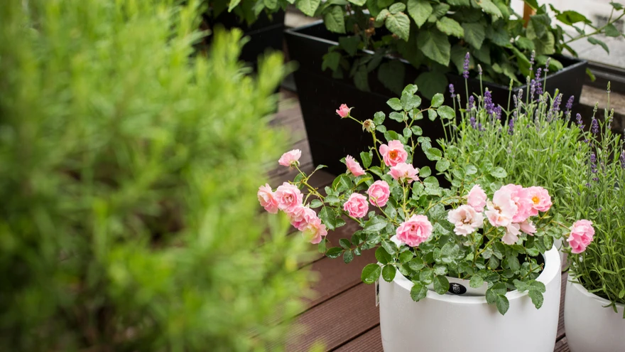 Värvikireva elukeskkonna loomiseks istuta kokku köögiviljad, maitsetaimed ja lilled.