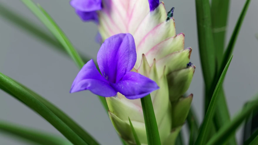 Sagedamini võib kohata sinist tillandsiat.