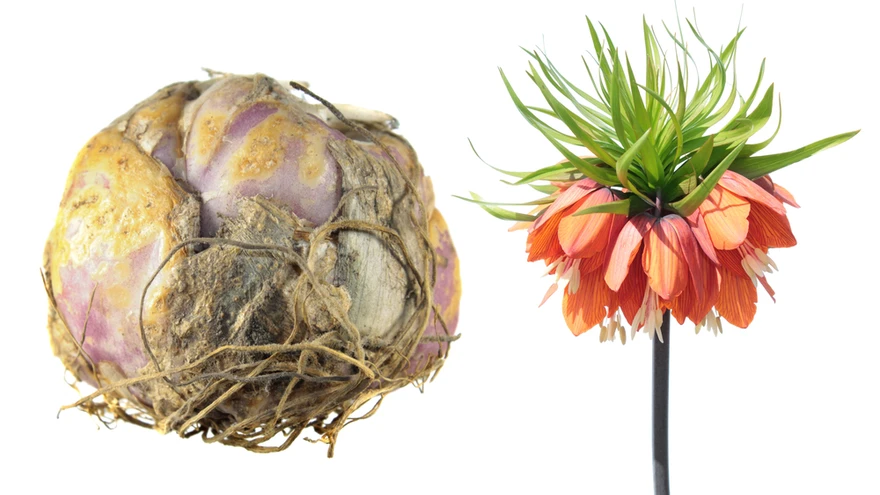 sibullilled, keisrikroon