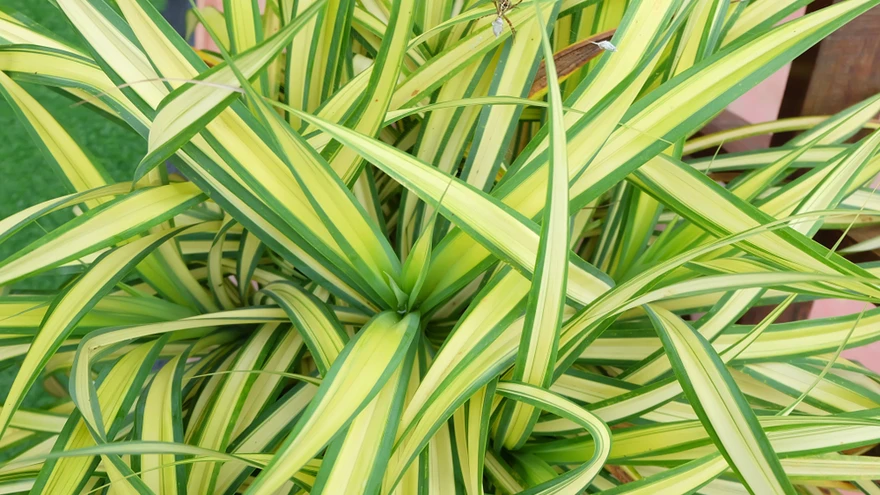 Sõltuvalt valgusest ja taimede toitumusest võib tups-rohtliilia triibu laius suuresti vahelduda.