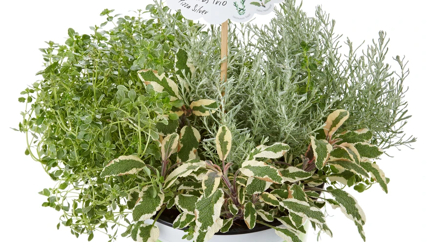 Sobilikud ürdid pitsale.