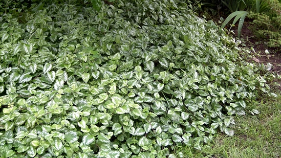 Kirjulehine koldnõges on oma vallutusretkel.