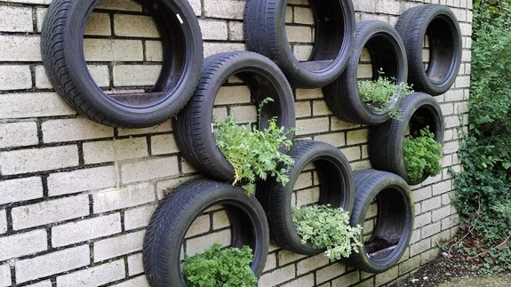 Maitsetaimesein vanarehvides. Arceni lossi aed, Holland.