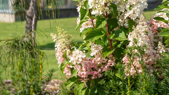 Selline näeb välja õigesti lõigatud aedhortensia – tugevate püstiste okste ja uhkete õisikutega sort ’Candlelight’ Võiste puukooli näidisaias.