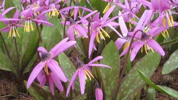 Metsaaladel kasvav siberi koerahammas.