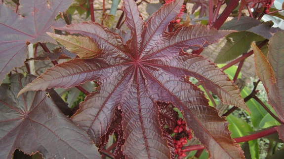 Riitsinus Ricinus communis kui troopikast pärit jõulutähe sugulane.