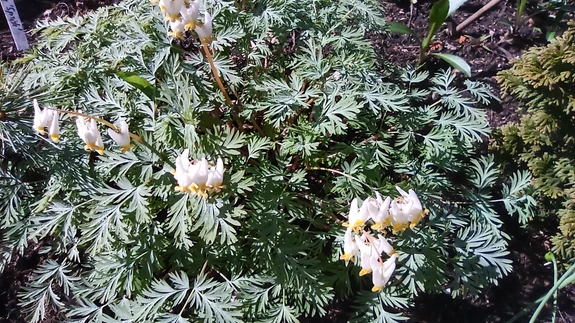 Valged õied on nagu pesunöörile riputatud põlvpüksid.