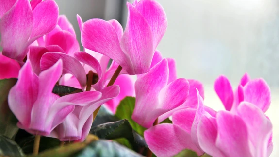 Kui taim lõpetab õitsemise, kasta teda aina vähem.