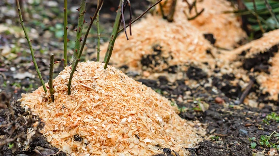 Enne lõplikku katmist ei soovita kogenud roosikasvataja roose üles mullata.