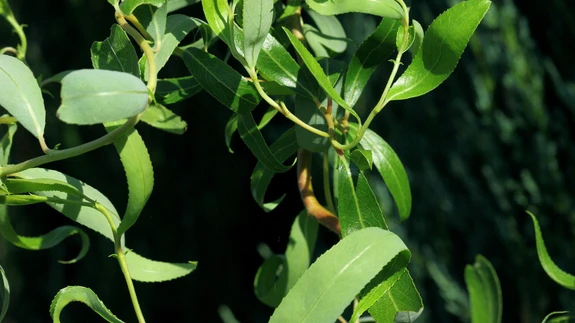 Paraku on keerdremmelgas natuke külmakartlik.
