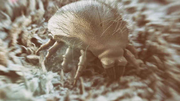 Uuringud näitavad, et tolmuallergiaoht on seda tõenäolisem, mida suurem on lestade kontsentratsioon kodutolmus. 