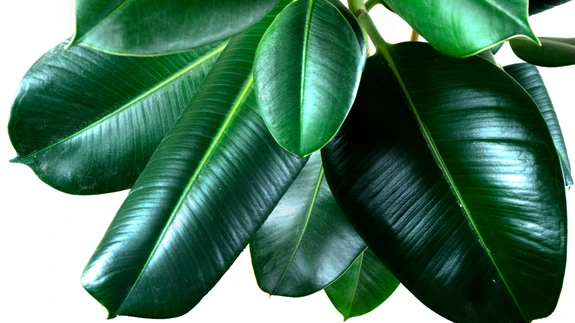 Taime lehed kõnelevad üsna palju tema eluviiside ja vajaduste kohta.