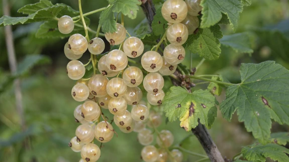 Valgeviljaline punase sõstra sort 'Hele'.