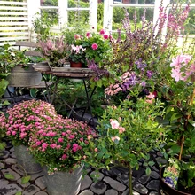 Vastvalminud pergolas on taimed endale kodu leidnud – maha saetud õuekuuse tõttu lagedaks jäänud vaade naabrite õue on saanud ajalooks.