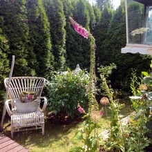 Kohev hariliku elupuu hekk on moodustanud saleda rohelise piirde.