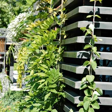 Kui tahetakse puitkonstruktsioonile saada ronitaimi kasvama, on need siiski vaja alguses nööriga toestada.