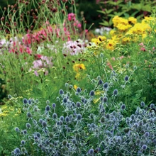 Aia eripreemia 2016, perekond Loo